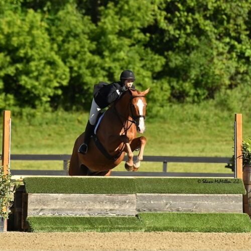 Saratoga Springs Horse Show 8